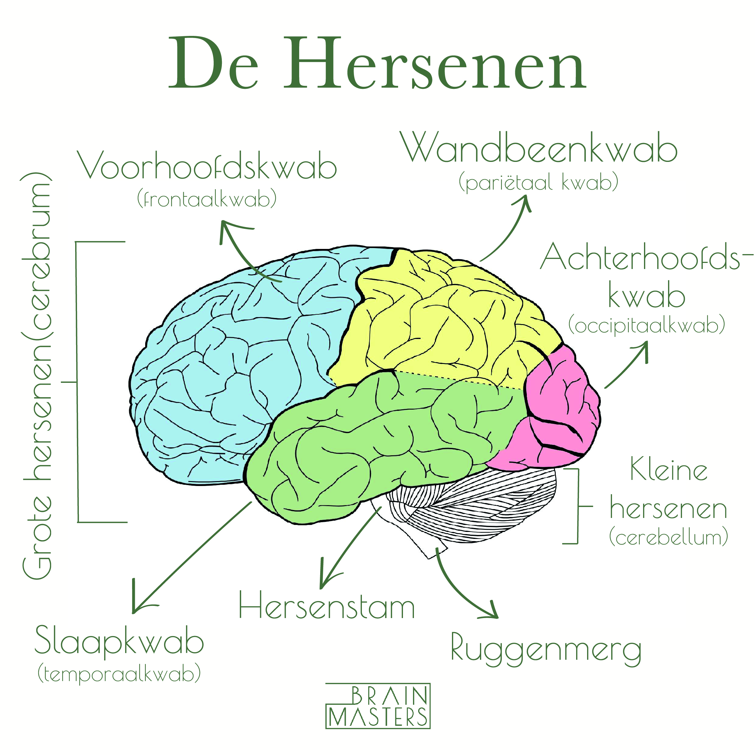 Orgaanstelsel definities